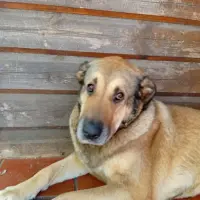 Adopta a Pitu
