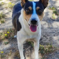 Adopta a Kira