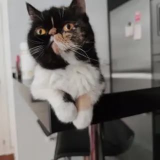 Freya