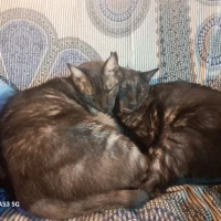 Adopta a Noir Y Pérégrin