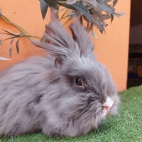 Adopta a (Residente)Grey ( Bloque A)