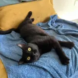 Adopta a Joy