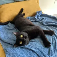 Adopta a Joy