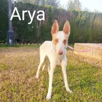 Adopta a Arya