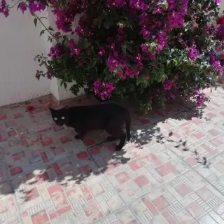Flor