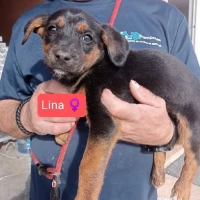 Adopta a Lina