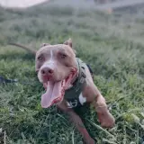 Adopta a Brownie