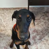 Adopta a Rona
