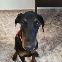 Adopta a Rona
