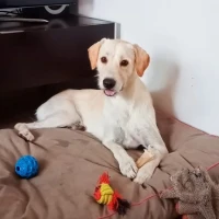 Adopta a Toby