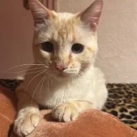 Adopta a Romerito