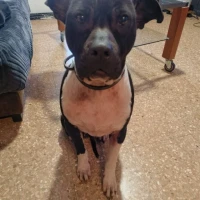 Adopta a Zelda