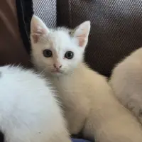 Adopta a Zeus