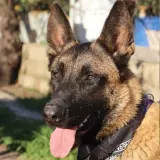 Adopta a Lion