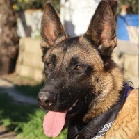 Adopta a Lion