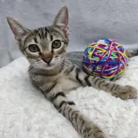 Adopta a Saba