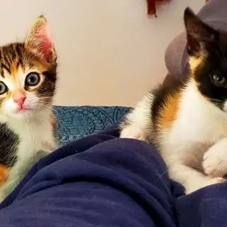 Gatitas