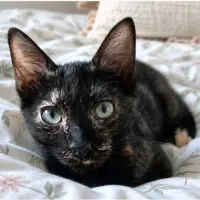 Adopta a Sofi