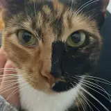 Adopta a Atenea