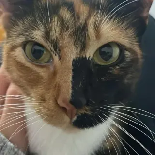 Atenea