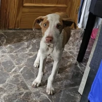 Adopta a Max Power