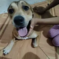 Adopta a Sochi
