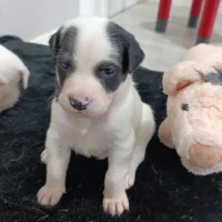 Adopta a No Lo Sé