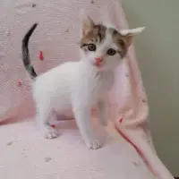 Adopta a Emoji