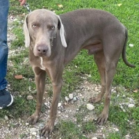 Adopta a Grey