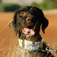 Adopta a Derya