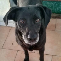 Adopta a Luna