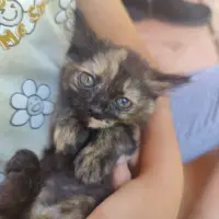 Adopta a Luna