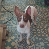Adopta a Bolt