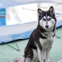 Adopta a Maya