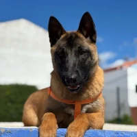 Adopta a Zeus