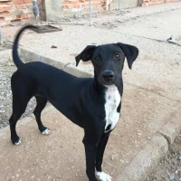 Adopta a Daira