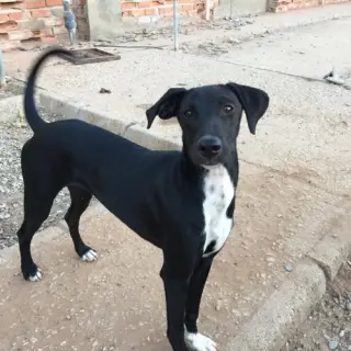 Daira