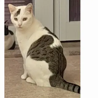Bianca