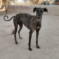 Adopta a Jade
