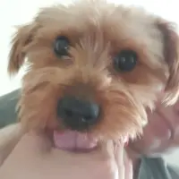 Adopta a Luni