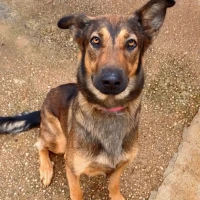 Adopta a Samy