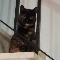 Adopta a Mulan