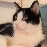 Adopta a Hamlet