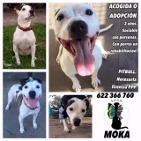 Adopta a Moka