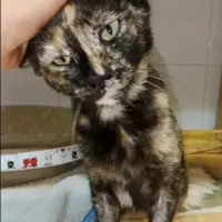Adopta a Cendra