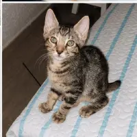 Adopta a Starby