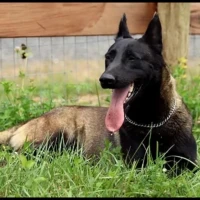 Adopta a Max
