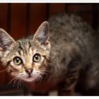 Adopta a Pepon