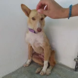 Adopta a Lío, Perrito Pequeño Busca Hogar