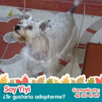Adopta a Gigi